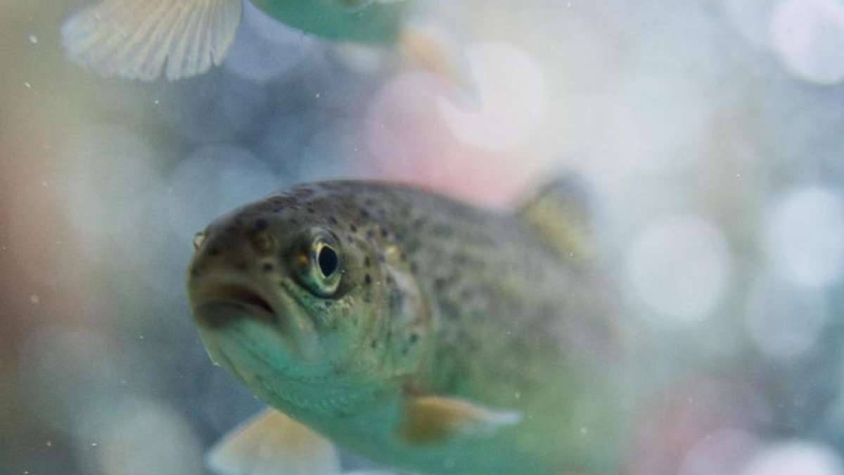 Wunsiedel: Nasse Beute: Unbekannter klaut 120 Fische aus Gartenteich