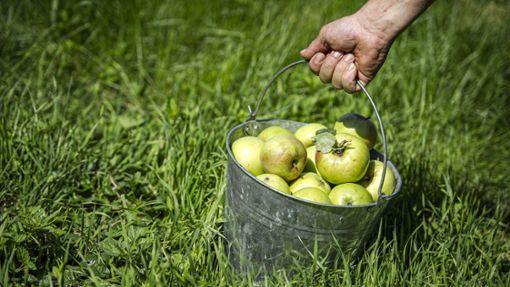 2021 wurden 1400 Tonnen Äpfel bei der Plassenburg Kelterei angeliefert. Foto: red
