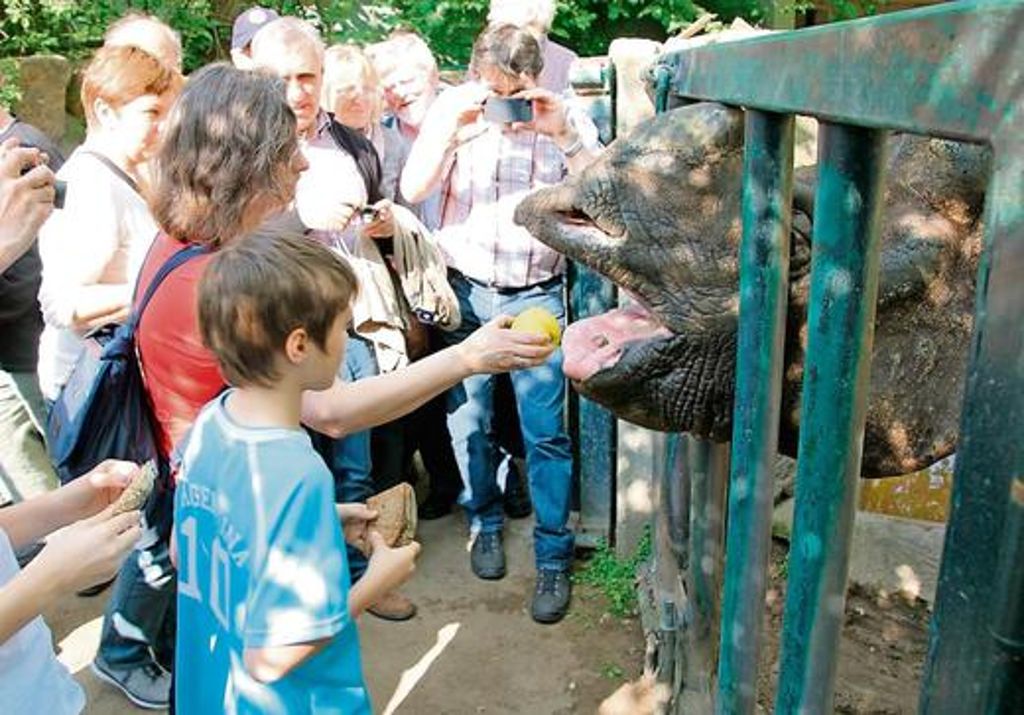 Begeistert von dem Besuch des Lions Clubs "Selb an der Porzellanstraße" war Breitmaulnashorn Yoda im Berliner Zoo. Immerhin gab es für ihn Äpfel satt. Foto: Hanna Cordes