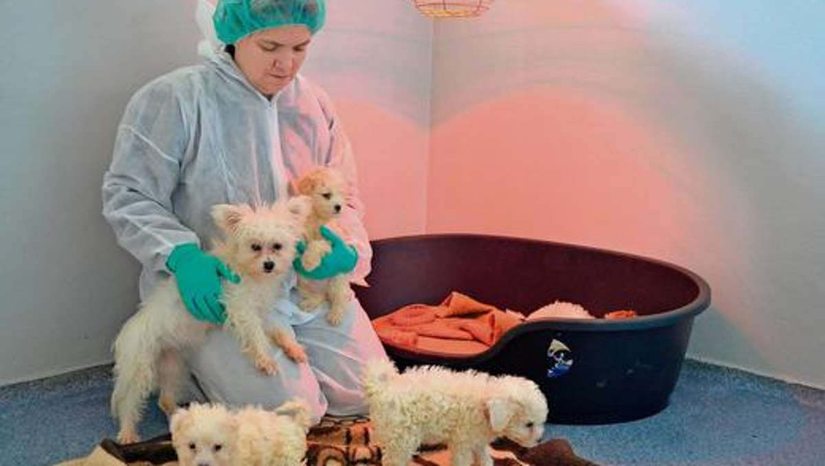 Fichtelgebirge: Tierheim betreut wieder todkranke Hundebabys
