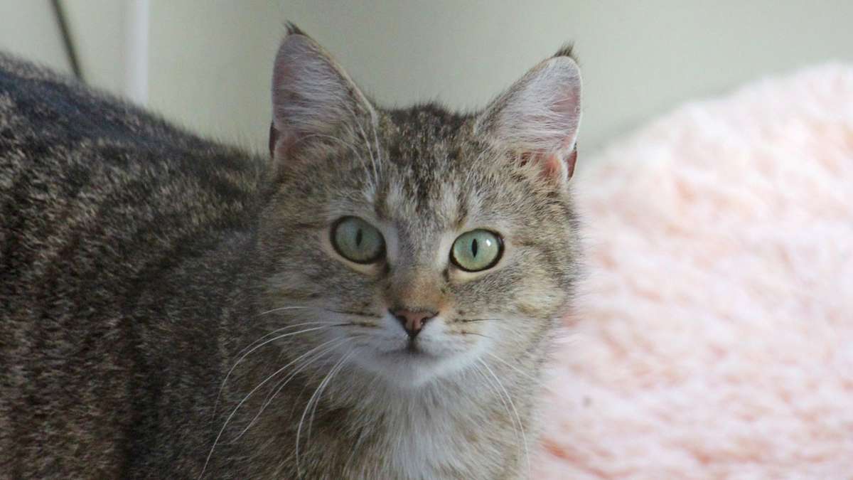 Hof/Zürich: Neues Zuhause für Hofer Katze in Schweiz gesucht