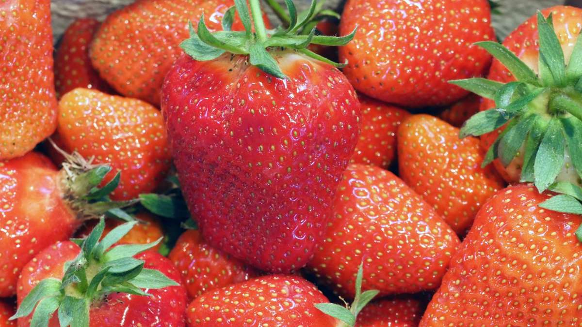 Polizeikontrolle: Zwangspause für eilige Erdbeeren