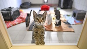 Katzenfreundin kommt Tierliebe  teuer zu stehen