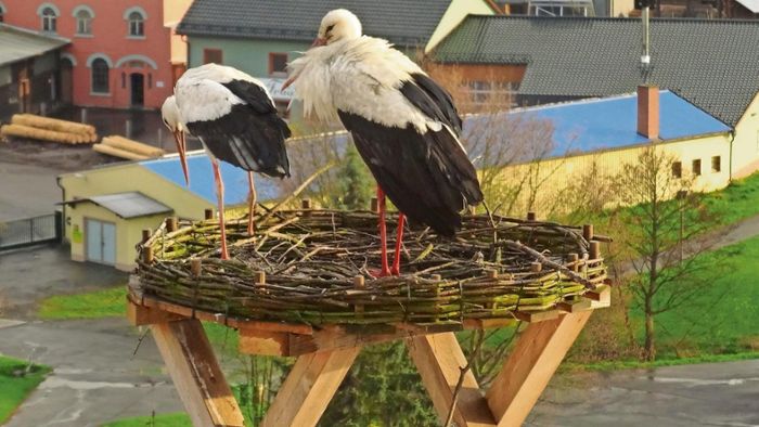 Storchenpaar bezieht Nest auf Arzberger Kirche