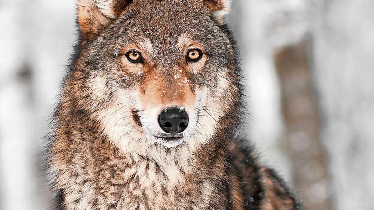 Aus der Region: Toter Wolf in der Oberpfalz gefunden