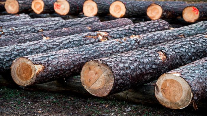 Holz als Brennstoff: Experte: EU-Pläne fast schon pervers