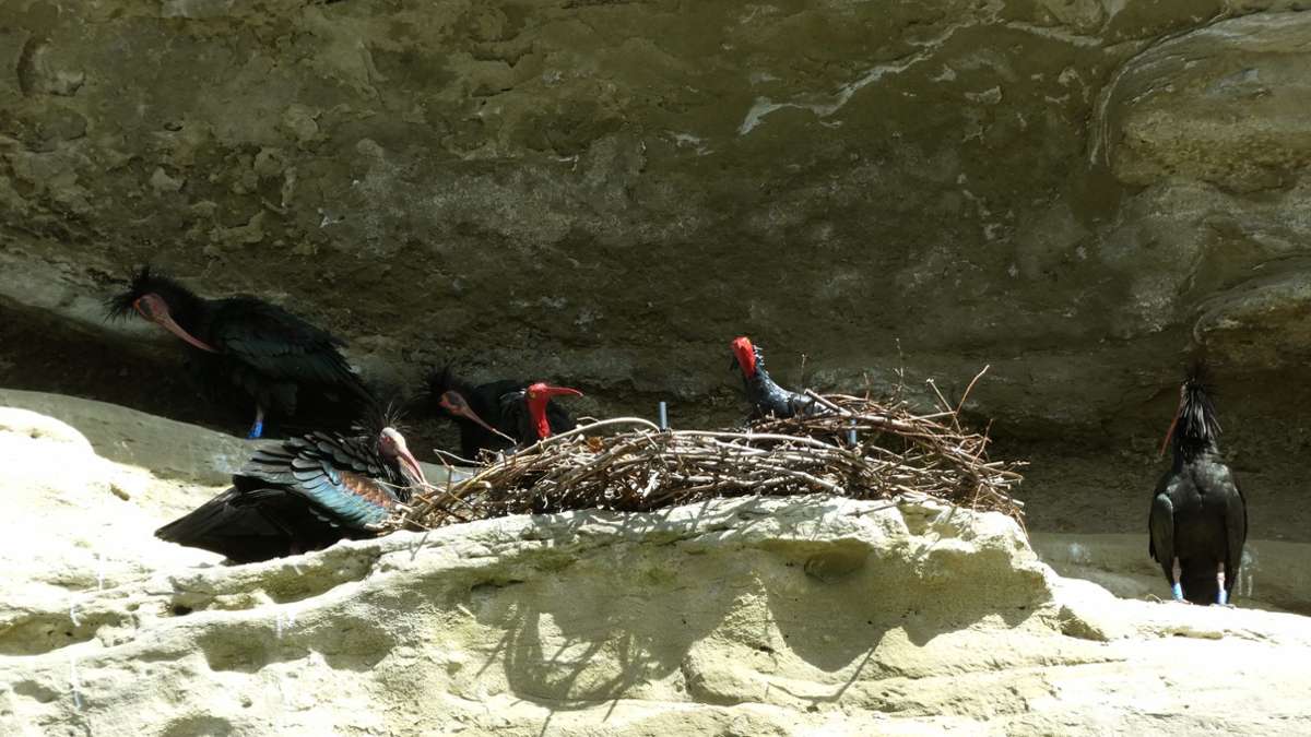 Vögel: Am Bodensee brüten seltene Waldrappe über Nachwuchs