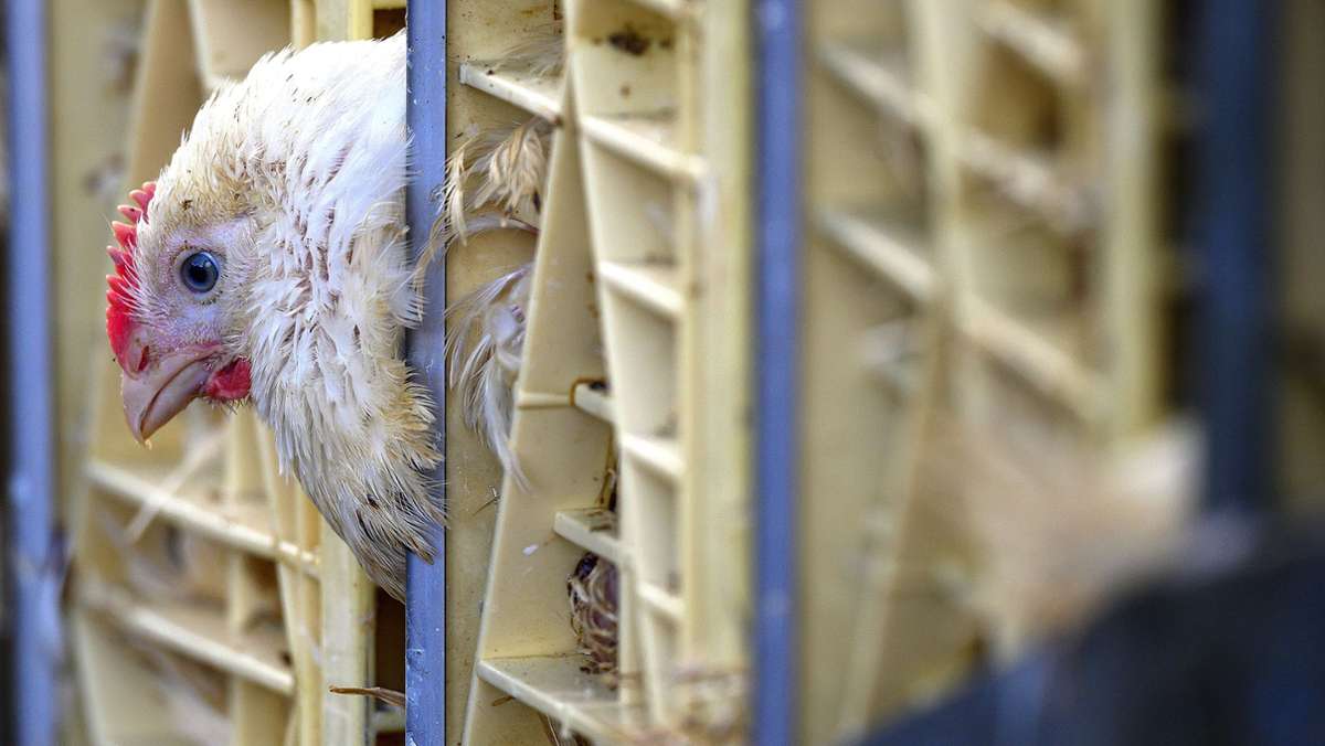 Unfall mit Tiertransport: Mehr Hühner tot als befürchtet