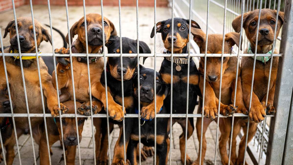 Thüringen: Dutzende Hunde für Tierversuche genutzt