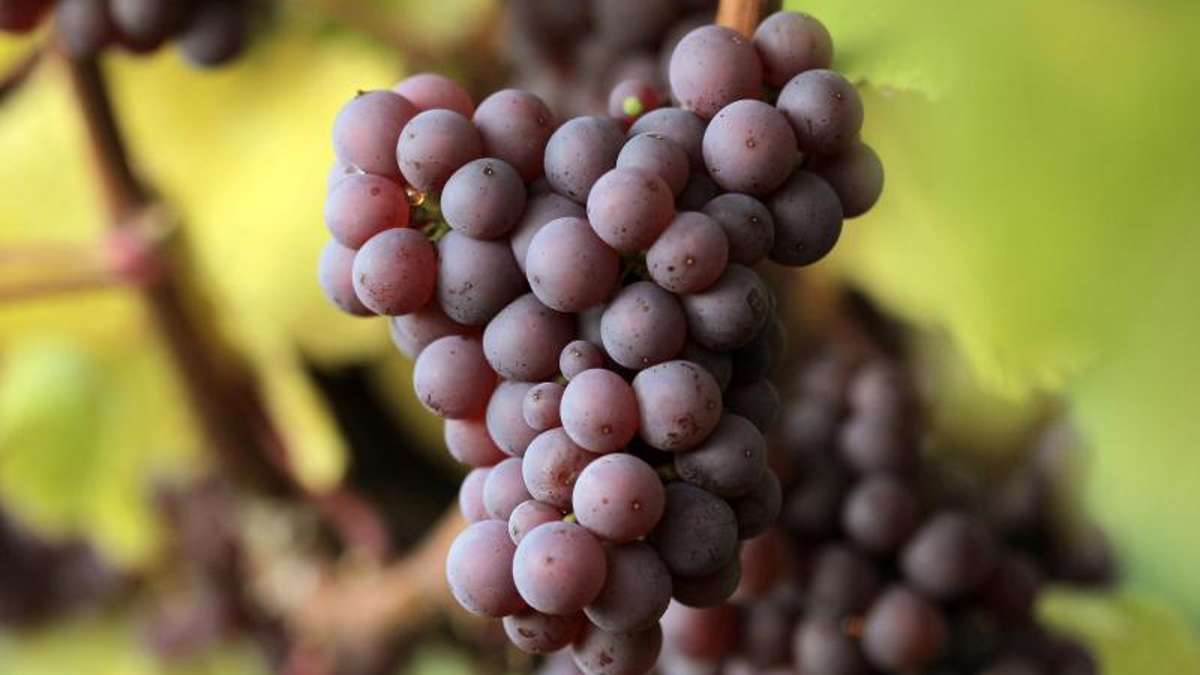 Berg: Dieb stiehlt 50 Kilo Weintrauben
