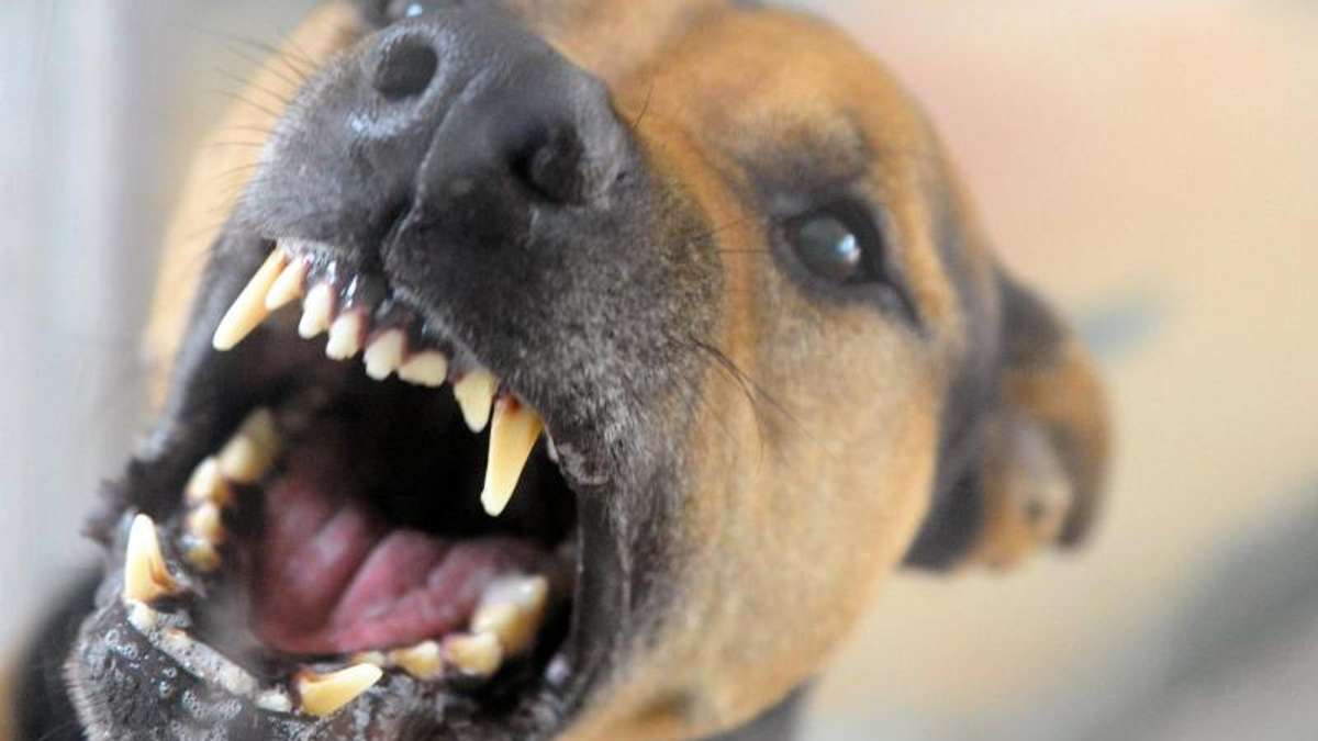 Hof: Hund beißt Postboten: Besitzerin fährt davon