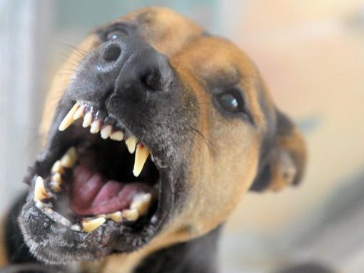Ein Hund steht bellend in seiner Box und fletscht die Zähne. Foto: Soeren Stache/Archiv