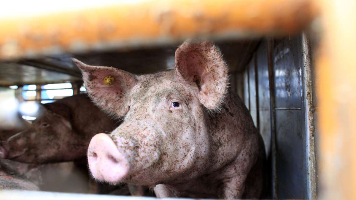 Marktredwitz: A 93: Schlamperei beim Tiertransport - Landwirt erhält Anzeige