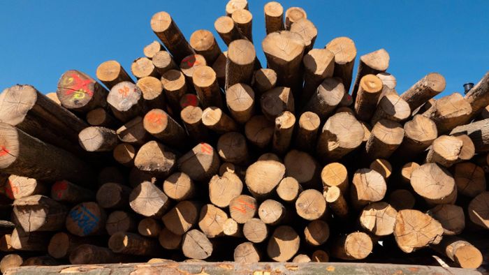 Statt Gas: Immer mehr Holz-Diebe im Wald