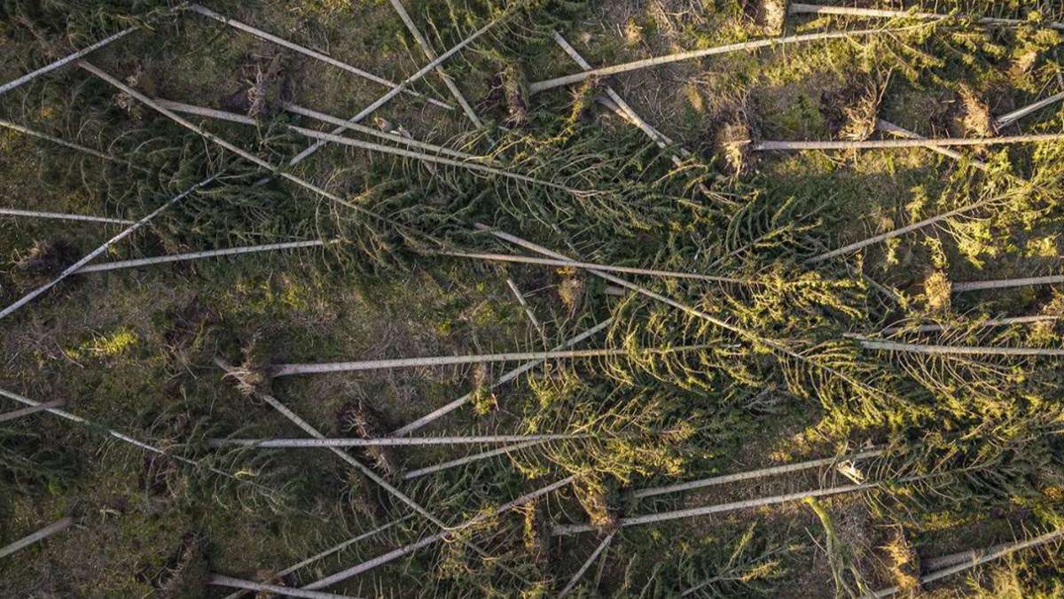Klimastress: Wie der heimische Wald überlebt