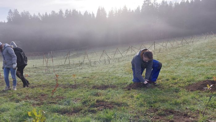 Wirsberg: Lehrlinge pflanzen 600 Bäume