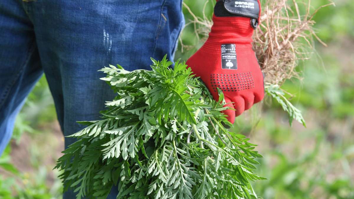 Gefährliche Pflanze für Allergiker breitet sich in Deutschland aus