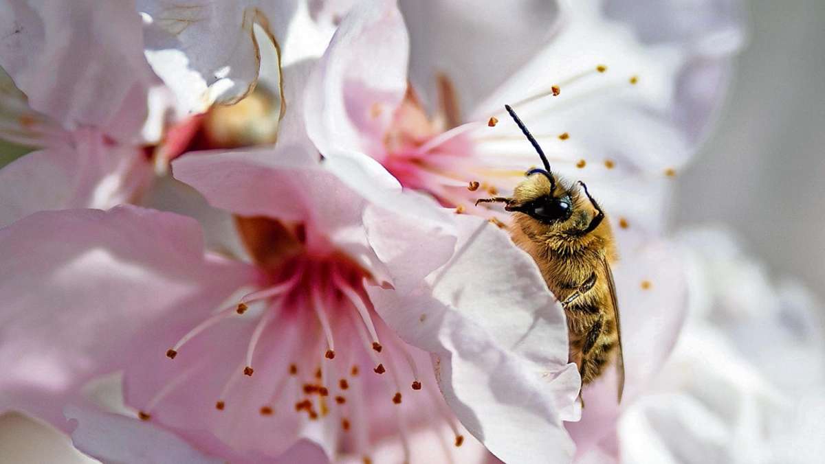 Münchberg: Mehr Bienen in die Stadt
