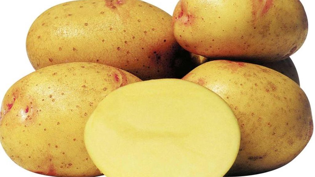 182 Sorten in Deutschland: Quarta ist Kartoffel des Jahres