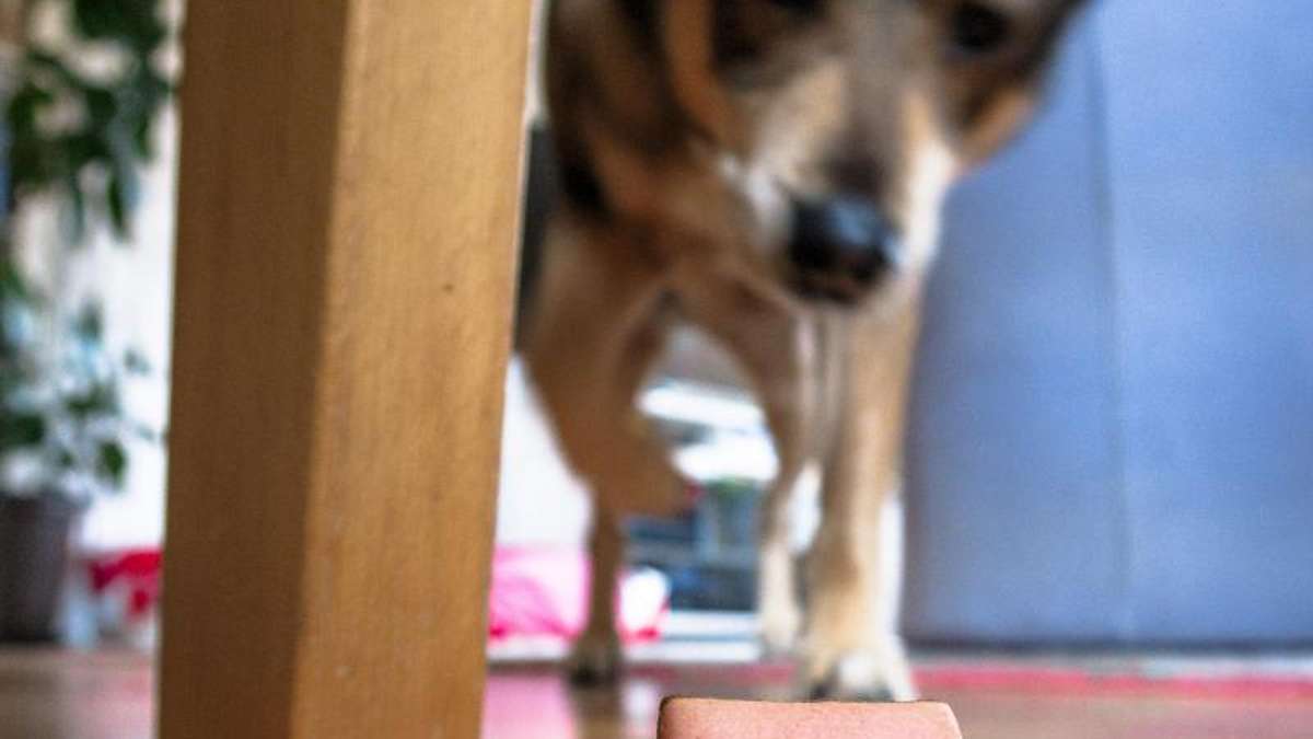 Hof: Bild des Grauens: Hoferin ließ zehn Hunde alleine in Wohnung zurück