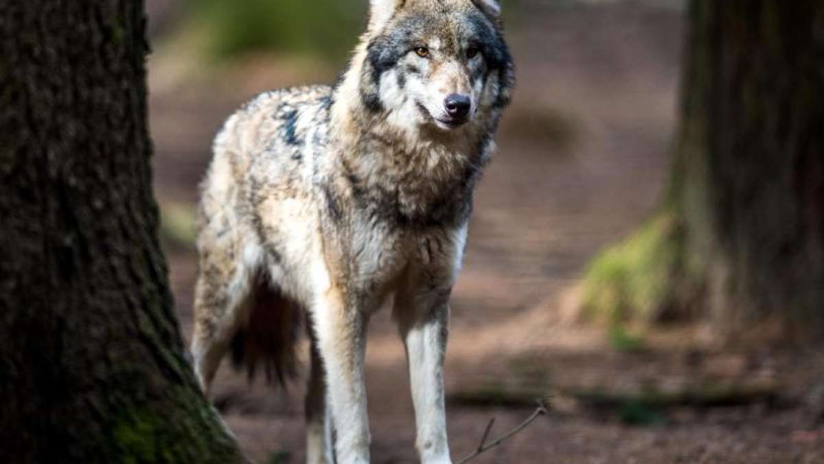 Aus der Region: Wolf im Saale-Orla-Kreis vermutet