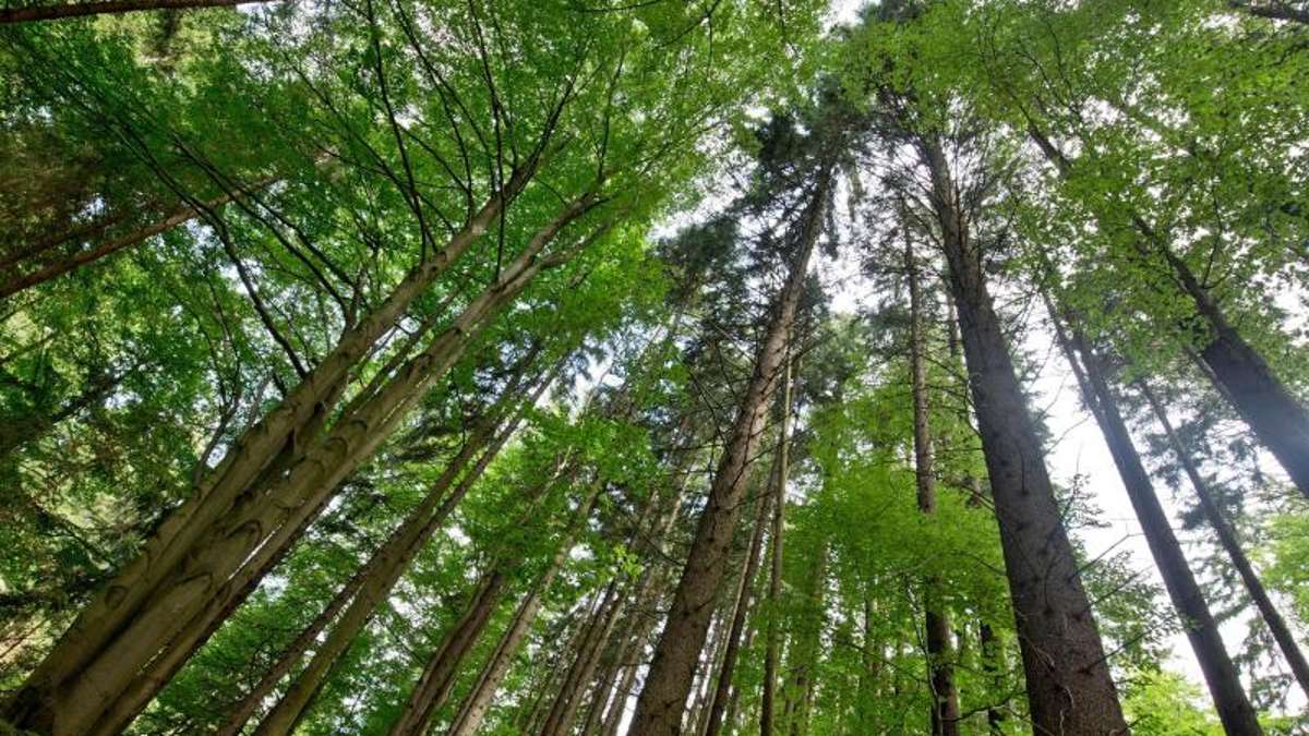 Länderspiegel: Waldbesitzer lehnen Nationalpark Frankenwald ab