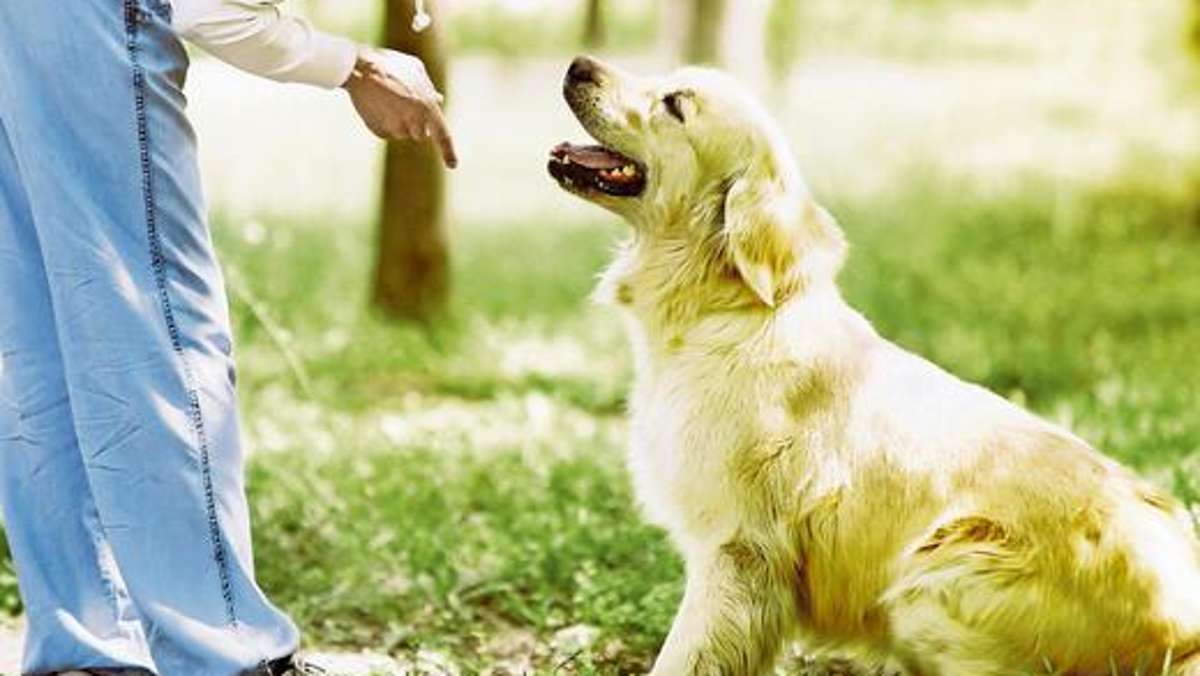 Naila: Steuer für brave Hunde bleibt