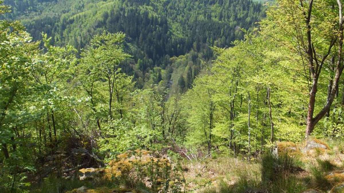 Schwarzenbach am Wald: Wanderer zelten im Wald