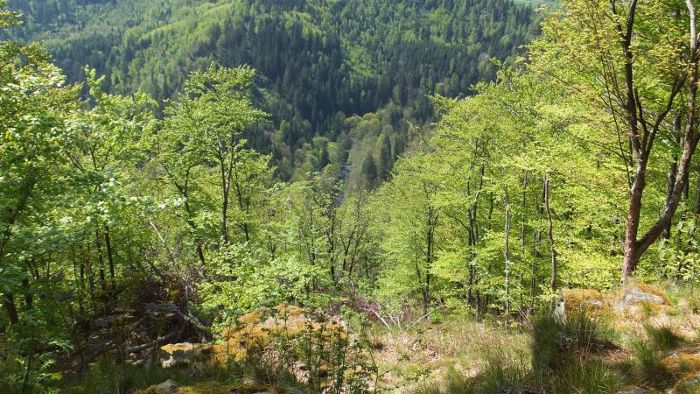Der Frankenwald soll Nationalpark werden