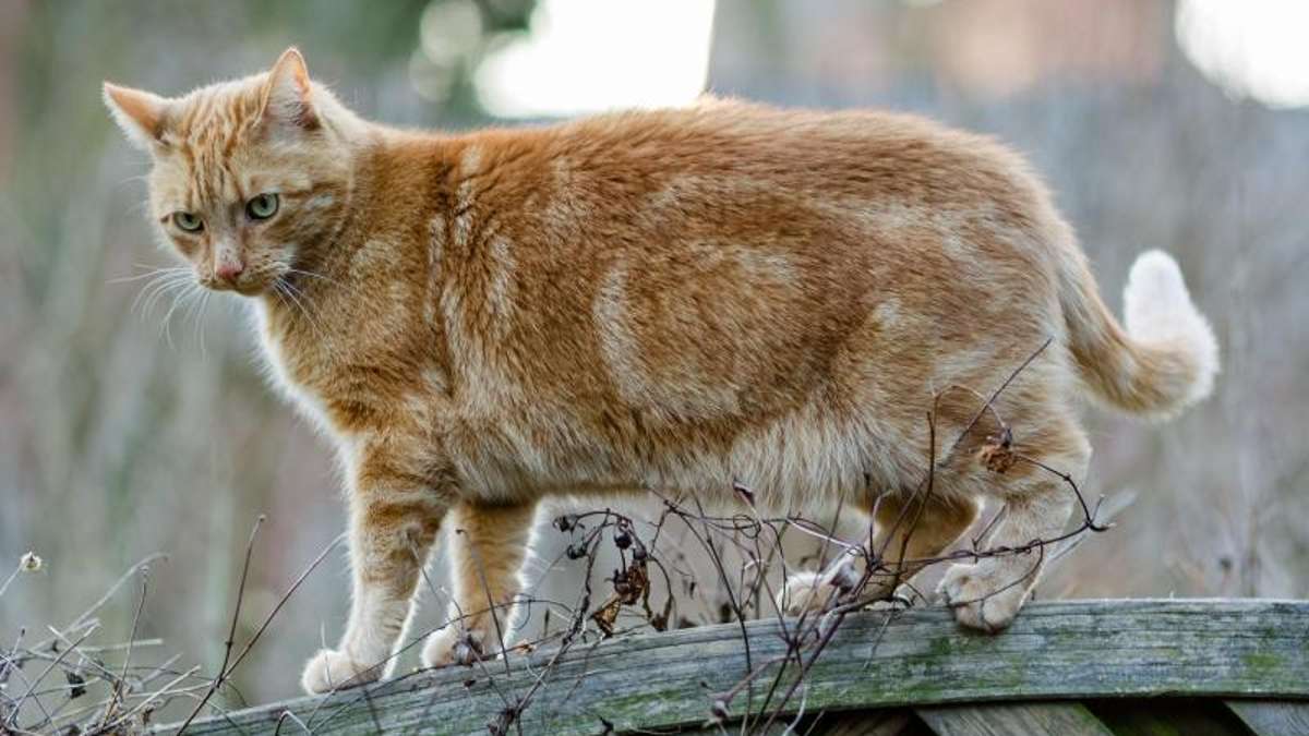 Arzberg: Mehrere vergiftete Katzen in Arzberg