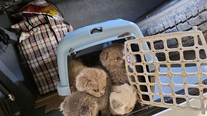 Katzengejammer aus Kofferraum: Illegaler Tiertransport