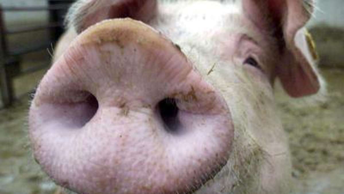 Kulmbach: Technischer Defekt: 500 Schweine sterben im Stall