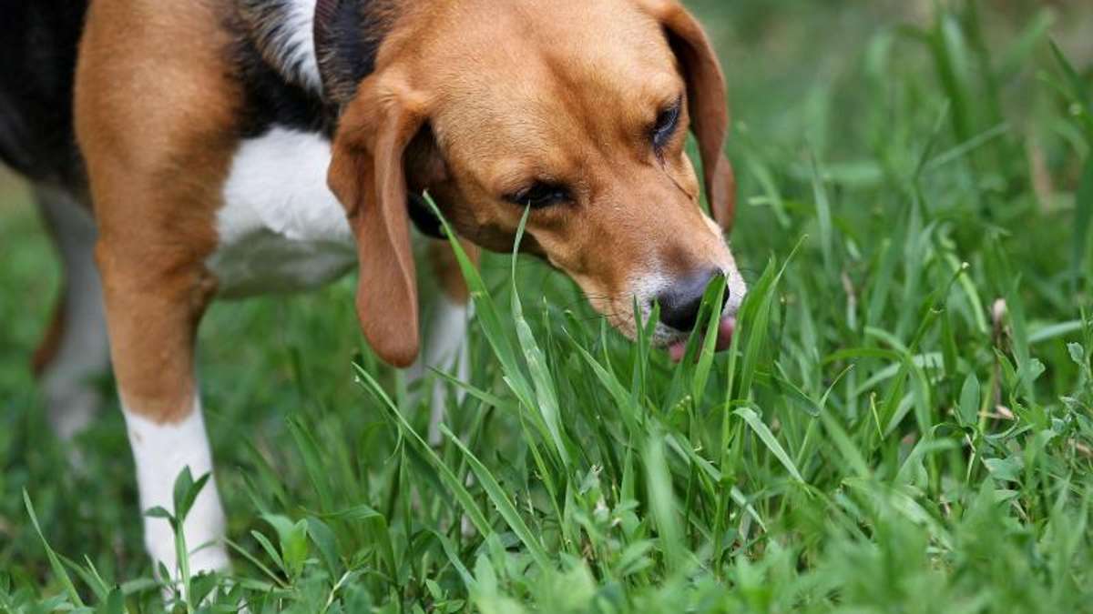 Naila: Hundebesitzer findet Giftköder im eigenen Garten