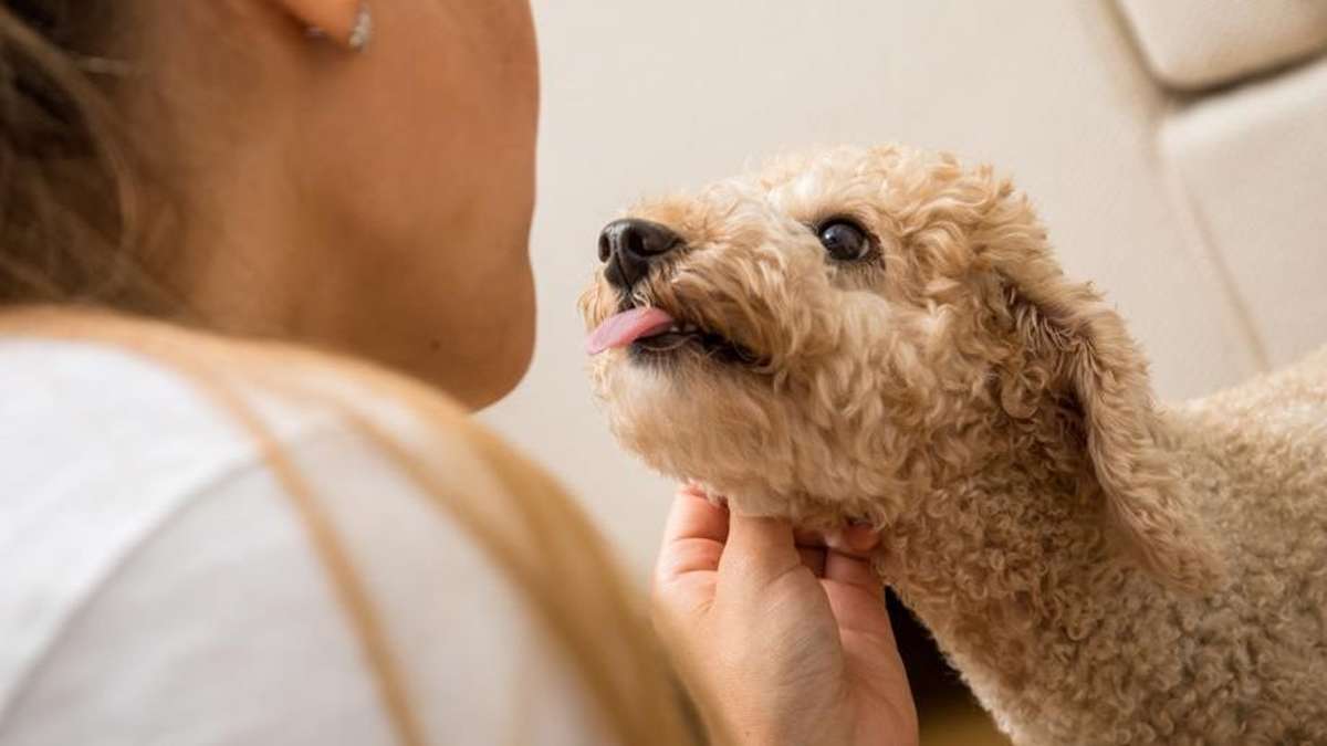 Haustier-Serie: Wie man dem Hund Manieren beibringt