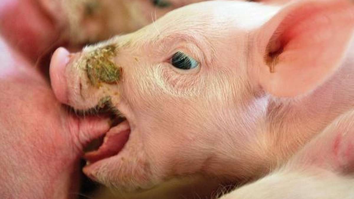 Kulmbach: Schweinemast kämpft mit Vorschriften