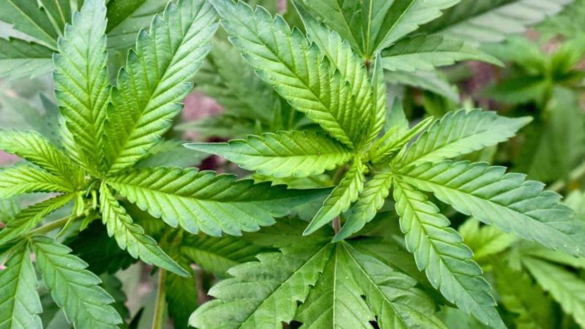 Selb: Cannabispflanzen am Fensterbrett