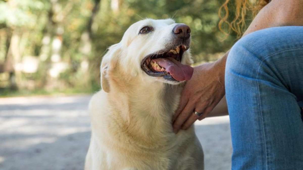 Naila: Corona-Verstöße: Hundekauf am Autohof in Berg