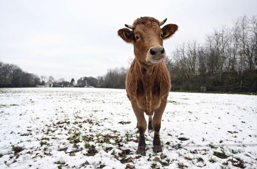 Eine Kuh hat bei Wiesau ihren Fluchtversuch nicht überlebt. Foto: /Federico Gambarini/dpa
