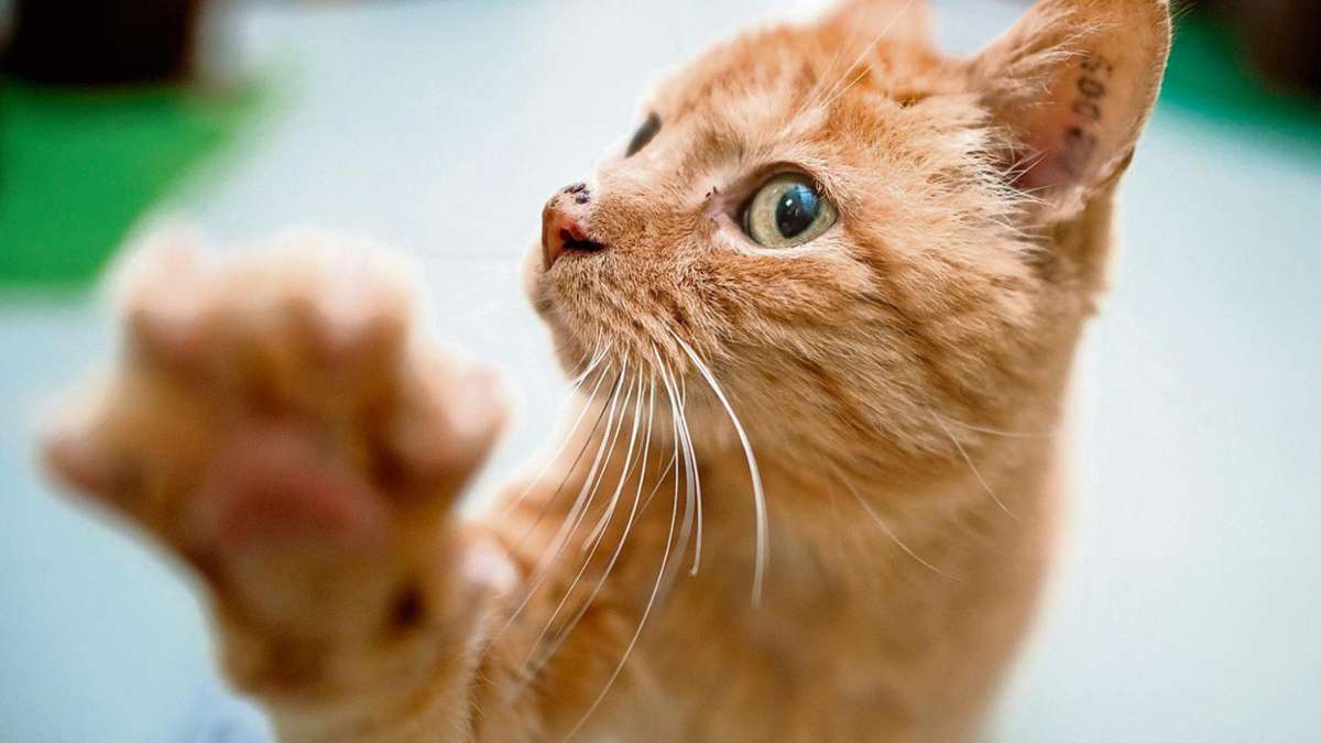 Wunsiedel: Letzte Rettung Katzensteuer