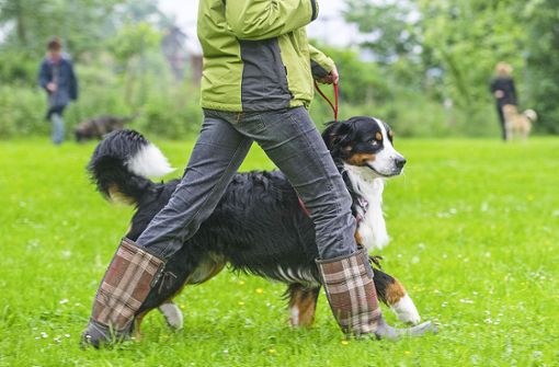 Peta fordert einen verpflichtenden Hundeführerschein. Foto: Sebastian Kahnert/dpa