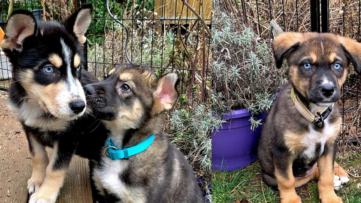 Wer will einen Husky-Mischling?: Hundezucht läuft aus dem Ruder