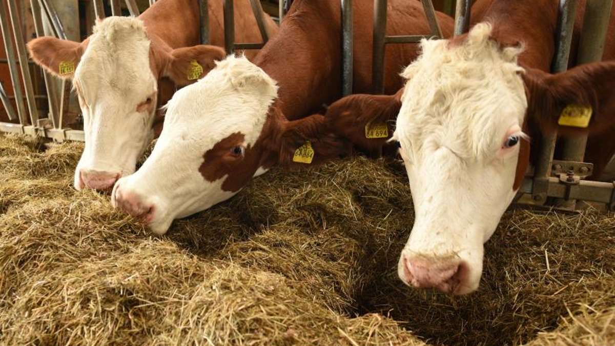 Wunsiedel: Tiere verhungern im Stall