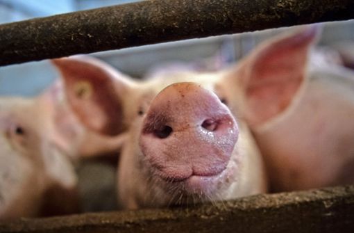Der Kulmbacher Schlachthof will Schweine vor der Schlachtung künftig schonender mit Helium statt mit CO2 betäuben. Doch der erste angepeilte Termin für den Start musste nun auf das kommende Frühjahr verschoben werden. Foto: dpa/Sina Schuldt