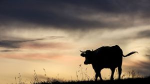 Bayern: Kuh flieht vor Landwirt und Polizei - Gärten und Auto beschädigt