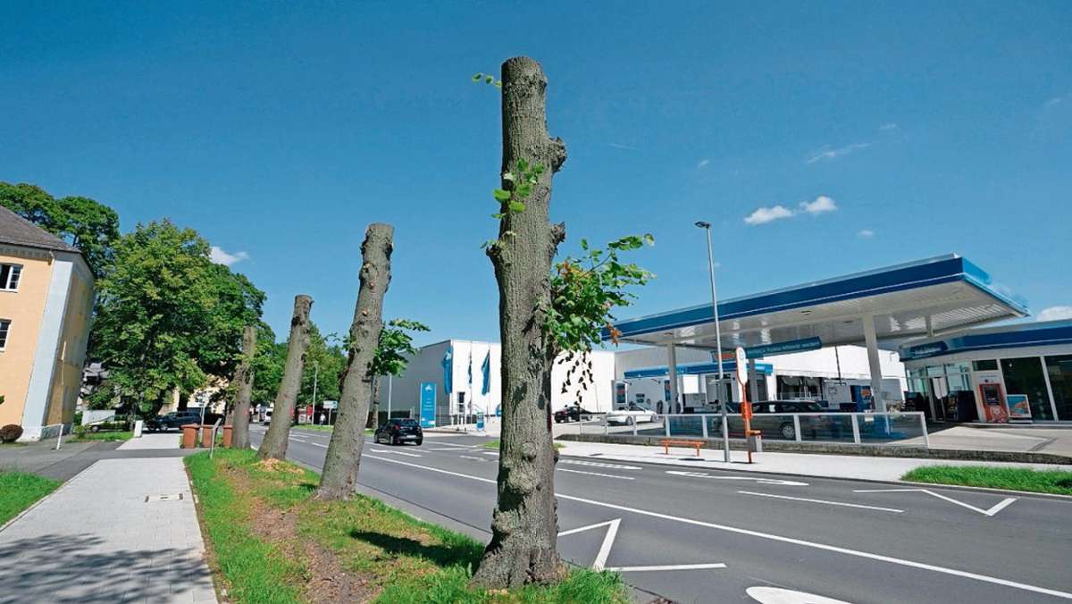 Hof: Bäume in der Fabrikzeile fallen