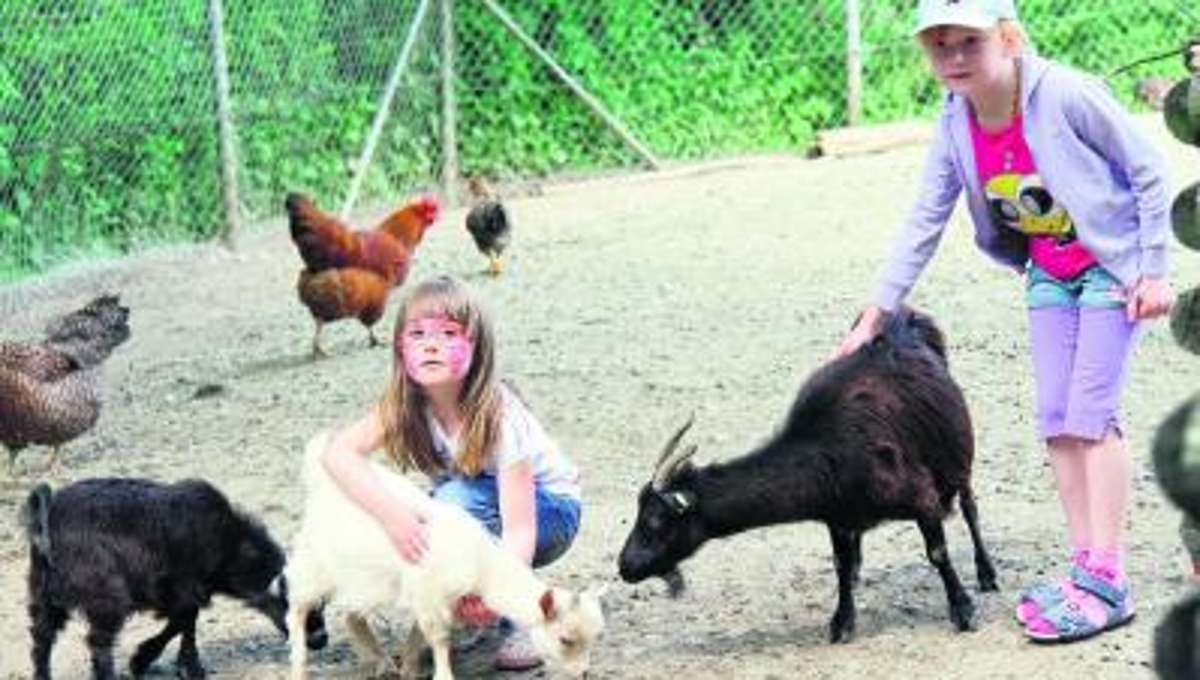 Hof: Alpaka-Nachwuchs zum Zoofest