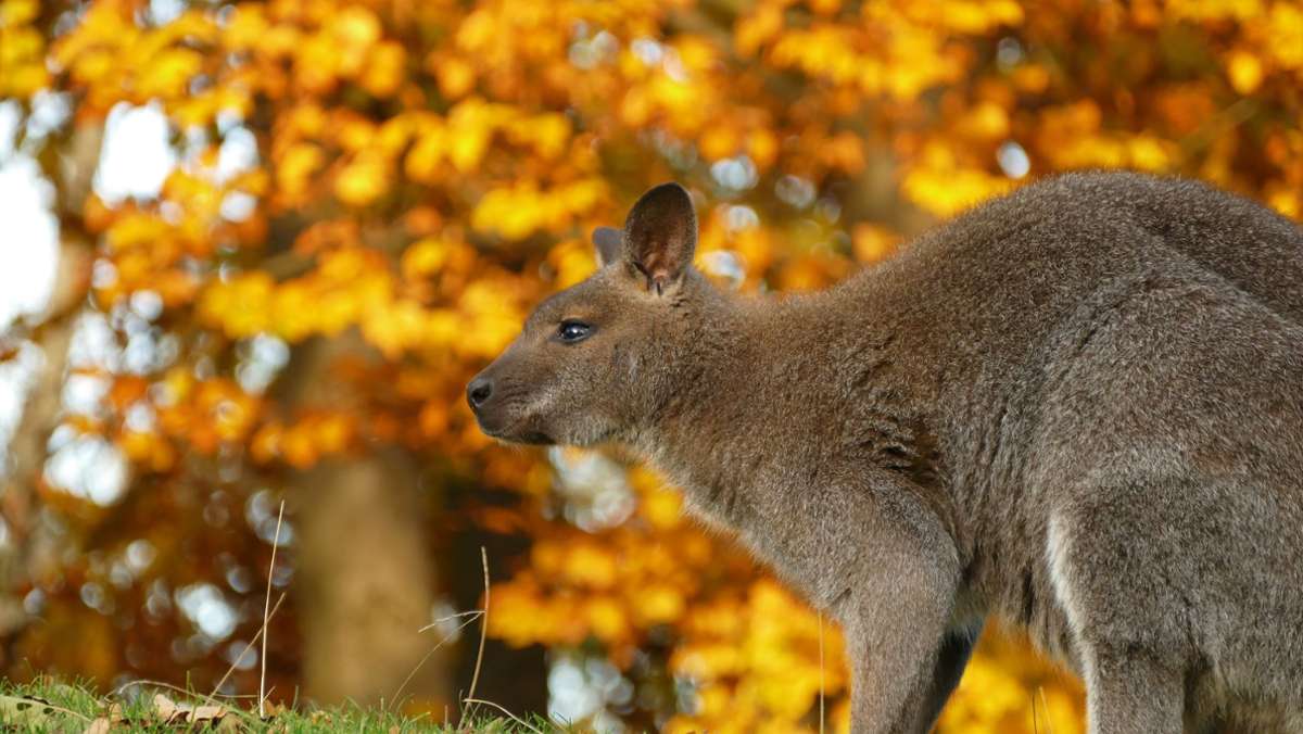 Aus dem Zoo geflohen: Känguru Willi ist endlich zurück