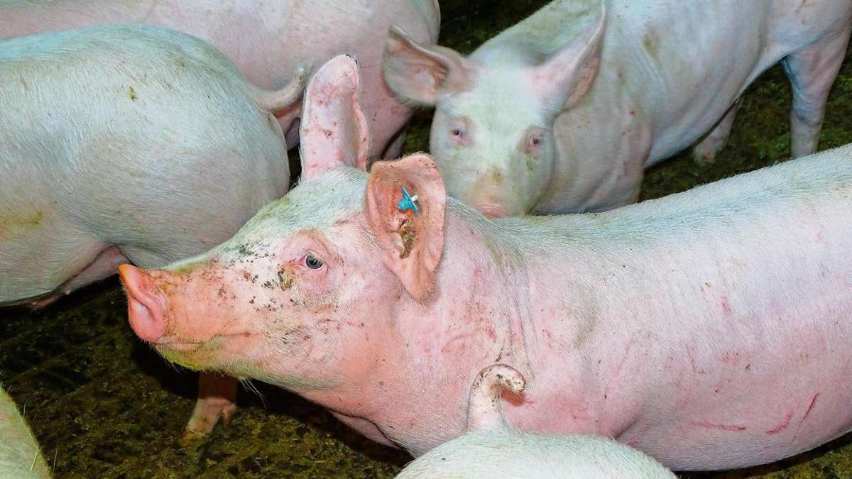 Hof: Schweinepest wäre eine Katastrophe