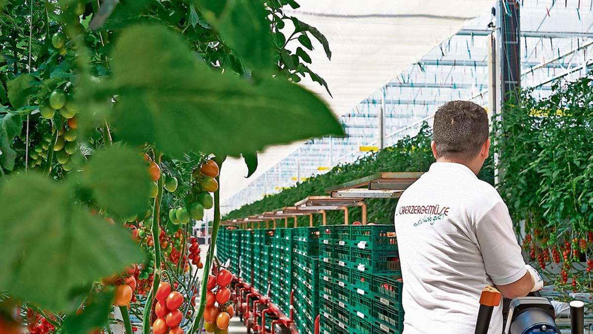 Kulmbach: Gemüsebauern wollen 50 Arbeitsplätze schaffen