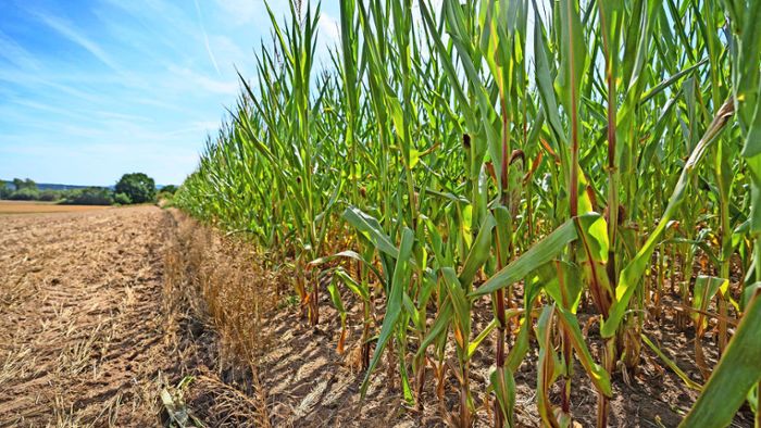 Dürre im Fichtelgebirge: Der Mais braucht dringend Regen
